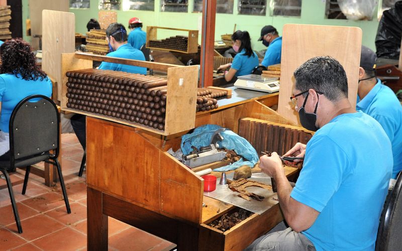In the next step, the cigars are perfected.