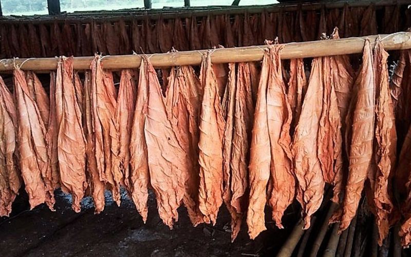After the harvest, the tobacco must dry and mature.